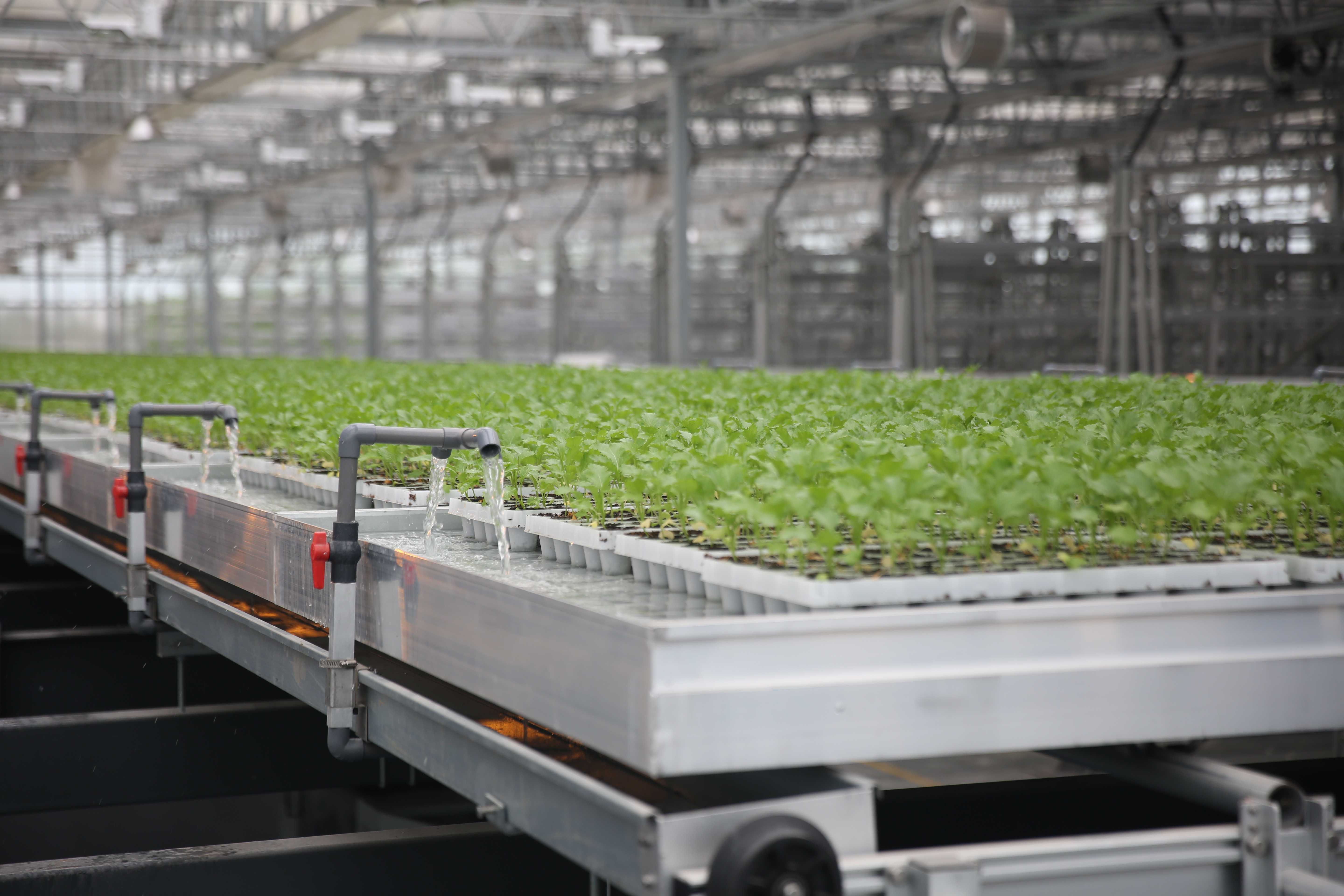 重庆叶菜智能育苗工厂